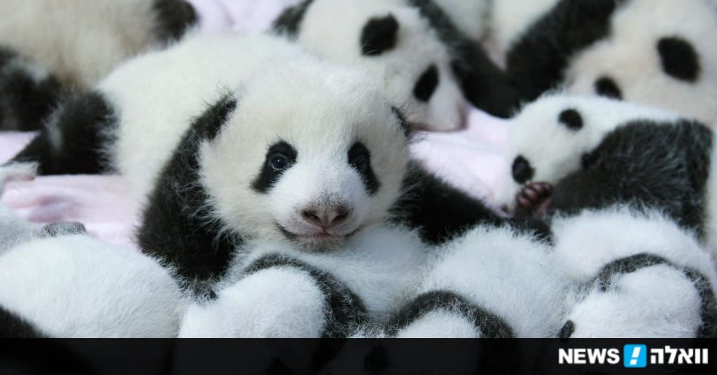 דובי פנדה🐼 by Eden Spivack - Ourboox.com