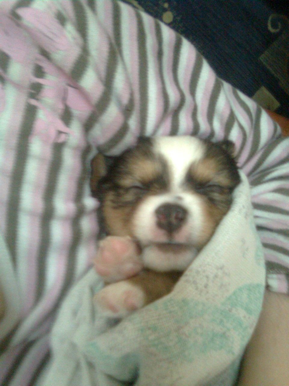 MY DOG (I KNOW THE TITLE ISN’T REALLY CREATIVE BUT THIS IS ABOUT MY DOG) by Sheindi - Ourboox.com