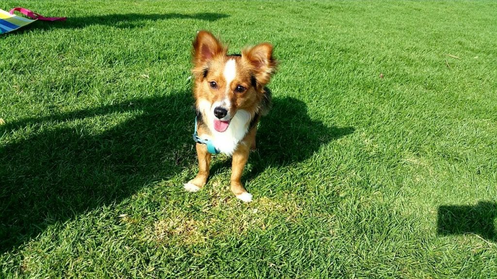 MY DOG (I KNOW THE TITLE ISN’T REALLY CREATIVE BUT THIS IS ABOUT MY DOG) by Sheindi - Ourboox.com