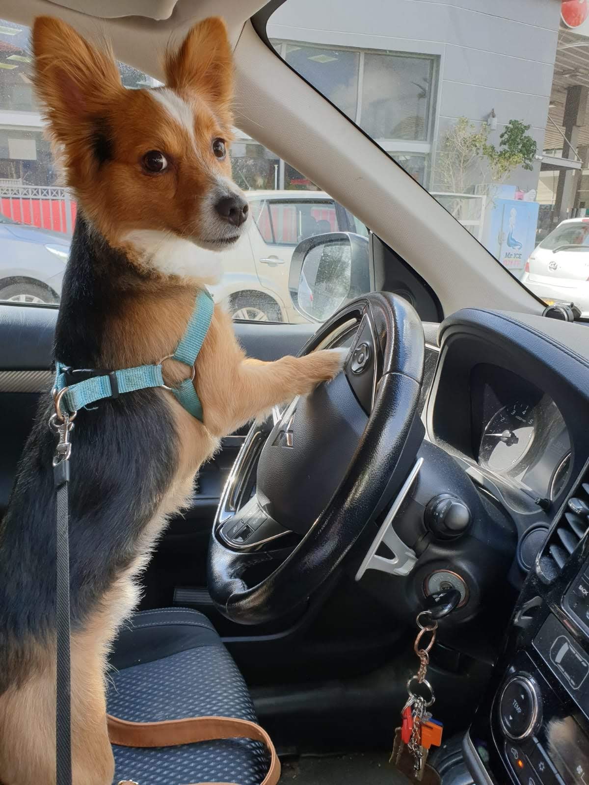 MY DOG (I KNOW THE TITLE ISN’T REALLY CREATIVE BUT THIS IS ABOUT MY DOG) by Sheindi - Ourboox.com