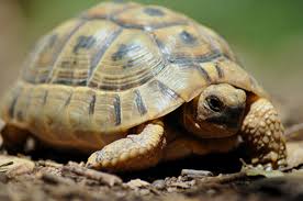 חיות מחמד by badra - Illustrated by באדרה - Ourboox.com