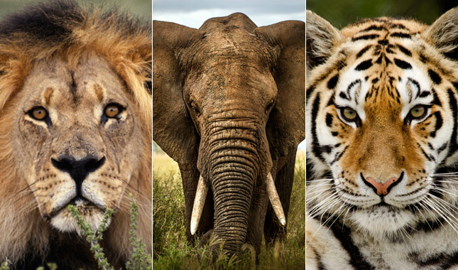 Pets and Animals by tammy - Ourboox.com