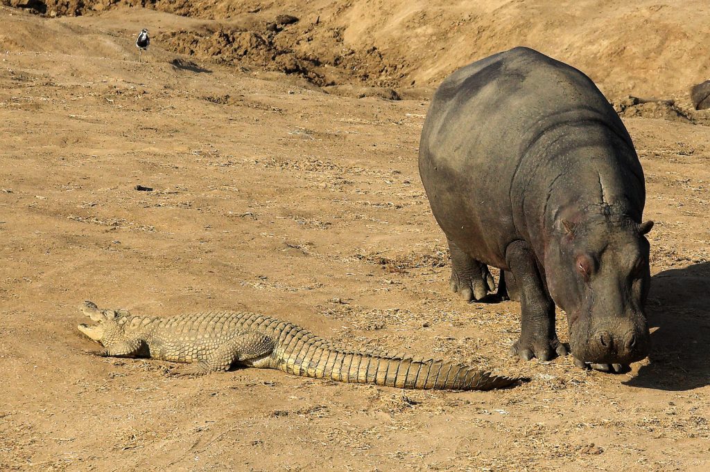 Pets and Animals by tammy - Ourboox.com