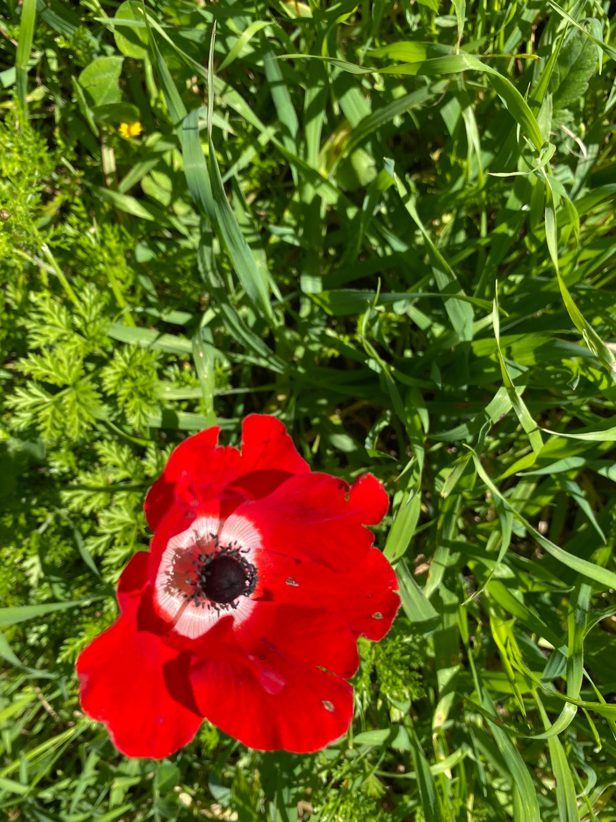 רגעים למזכרת מתקופת הקורונה by keren - Illustrated by קרן דורמן - Ourboox.com