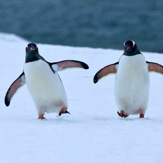 הפינגווין by zohar abargel - Ourboox.com