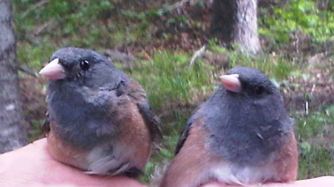 ניתוח מוזיקלי של השיר by jwad narani - Ourboox.com