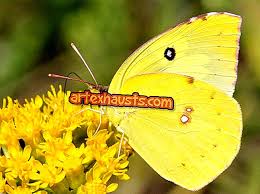 قصة الفراشة وقوس قزح by rajaa - Ourboox.com