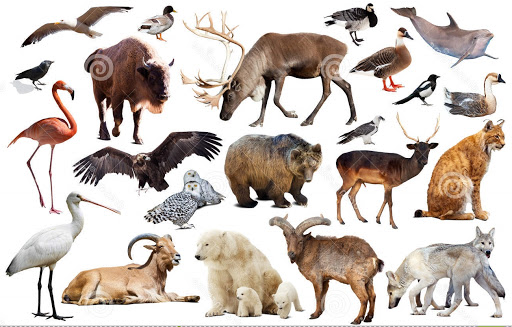 Тварини by Marta Borusovska - Ourboox.com