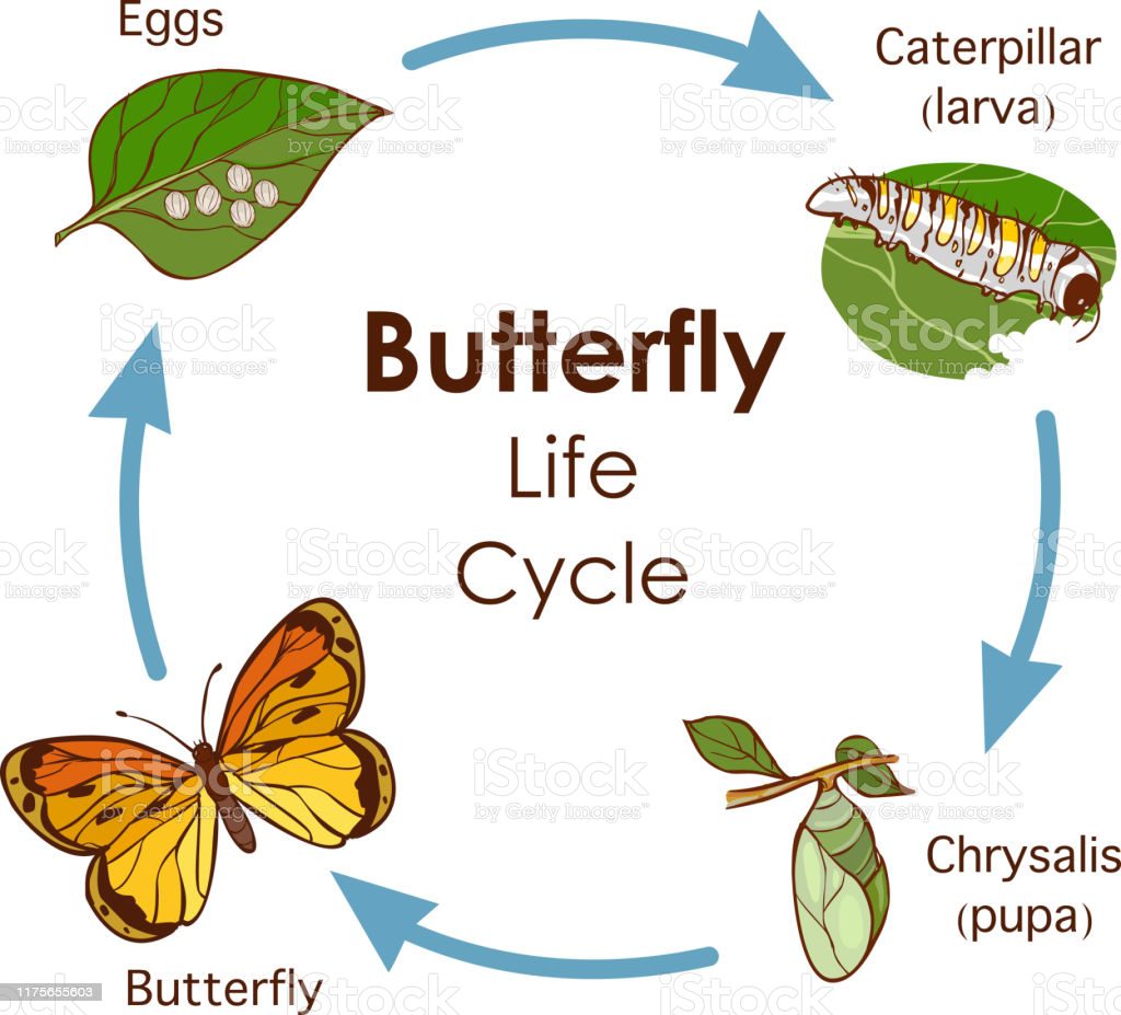 Butterflies Of Delhi by Chaitanya Panjwani - Ourboox.com