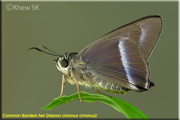 Butterflies Of Delhi by Chaitanya Panjwani - Ourboox.com