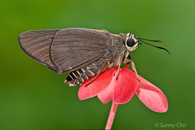 Butterflies Of Delhi by Chaitanya Panjwani - Ourboox.com