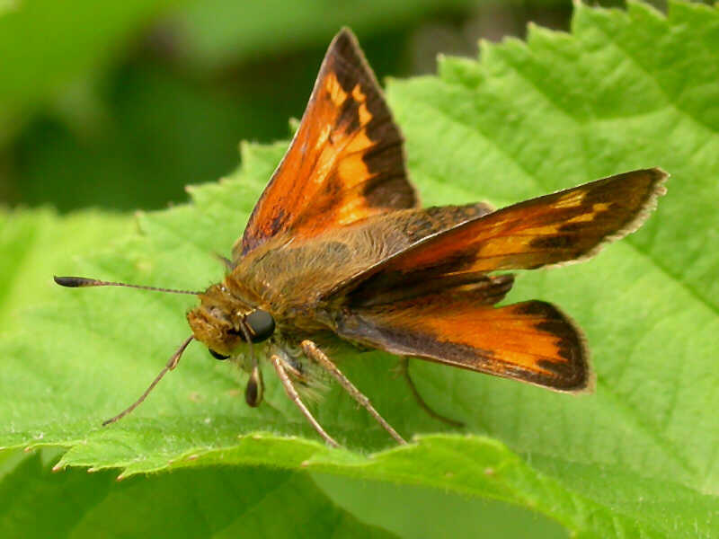 Butterflies Of Delhi by Chaitanya Panjwani - Ourboox.com