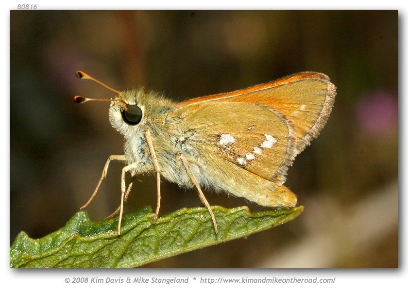 Butterflies Of Delhi by Chaitanya Panjwani - Ourboox.com