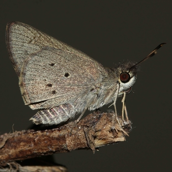 Butterflies Of Delhi by Chaitanya Panjwani - Ourboox.com