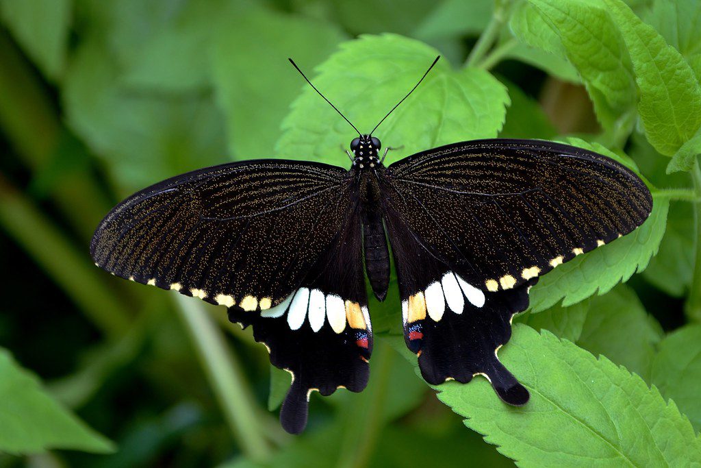 Butterflies Of Delhi by Chaitanya Panjwani - Ourboox.com
