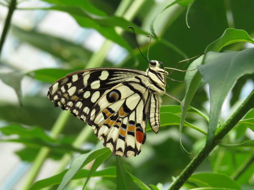 Butterflies Of Delhi by Chaitanya Panjwani - Ourboox.com