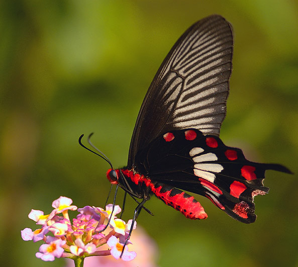 Butterflies Of Delhi by Chaitanya Panjwani - Ourboox.com