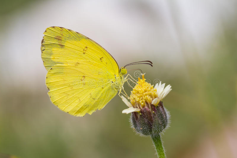 Butterflies Of Delhi by Chaitanya Panjwani - Ourboox.com