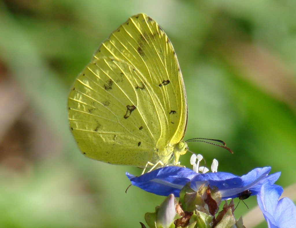 Butterflies Of Delhi by Chaitanya Panjwani - Ourboox.com