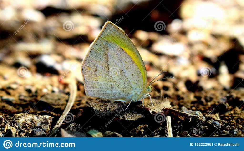 Butterflies Of Delhi by Chaitanya Panjwani - Ourboox.com