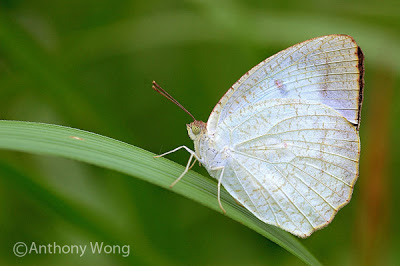 Butterflies Of Delhi by Chaitanya Panjwani - Ourboox.com