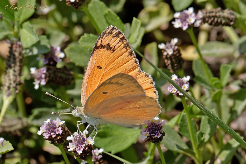 Butterflies Of Delhi by Chaitanya Panjwani - Ourboox.com