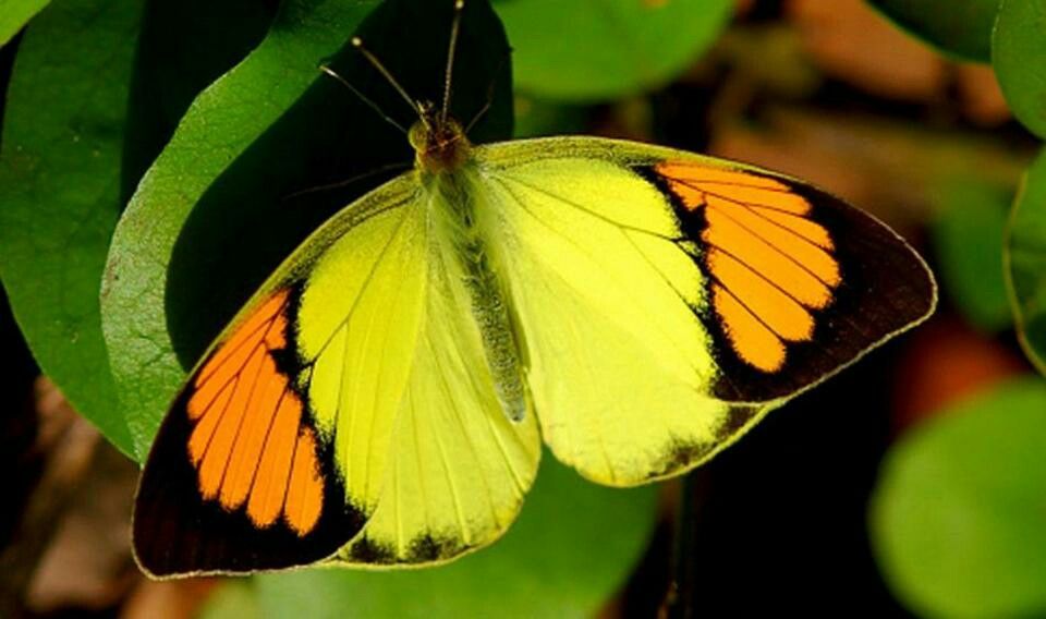 Butterflies Of Delhi by Chaitanya Panjwani - Ourboox.com