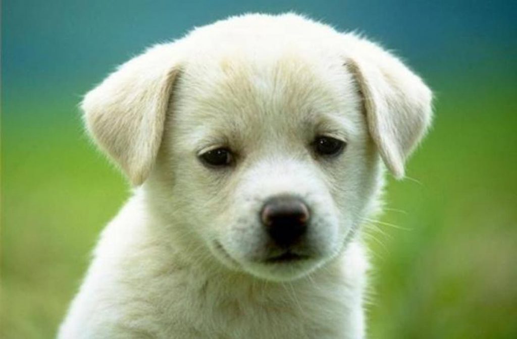 The Dog And The Shadow by reema - Illustrated by reema baraki - Ourboox.com