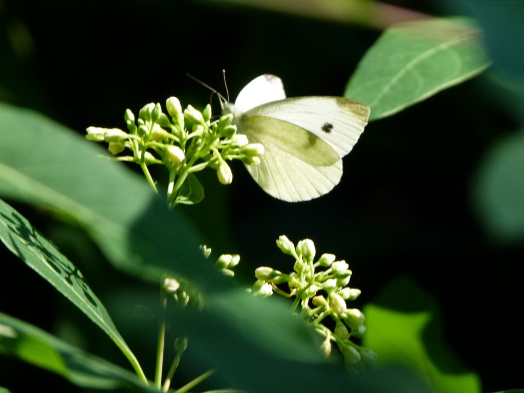Butterflies Of Delhi by Chaitanya Panjwani - Ourboox.com