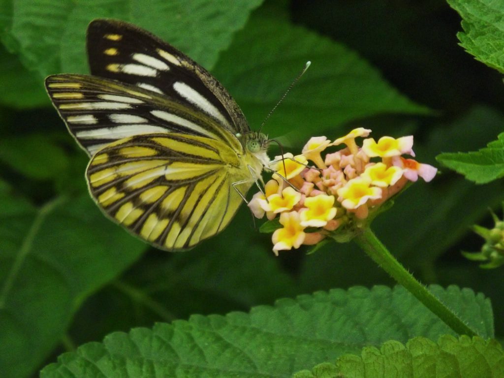 Butterflies Of Delhi by Chaitanya Panjwani - Ourboox.com