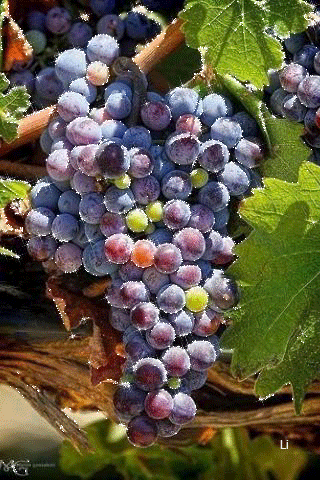 مدينة الخليل by mariam - Illustrated by مرام بدر - Ourboox.com