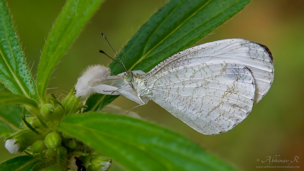 Butterflies Of Delhi by Chaitanya Panjwani - Ourboox.com