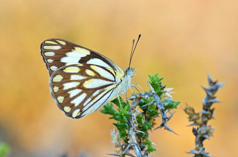 Butterflies Of Delhi by Chaitanya Panjwani - Ourboox.com
