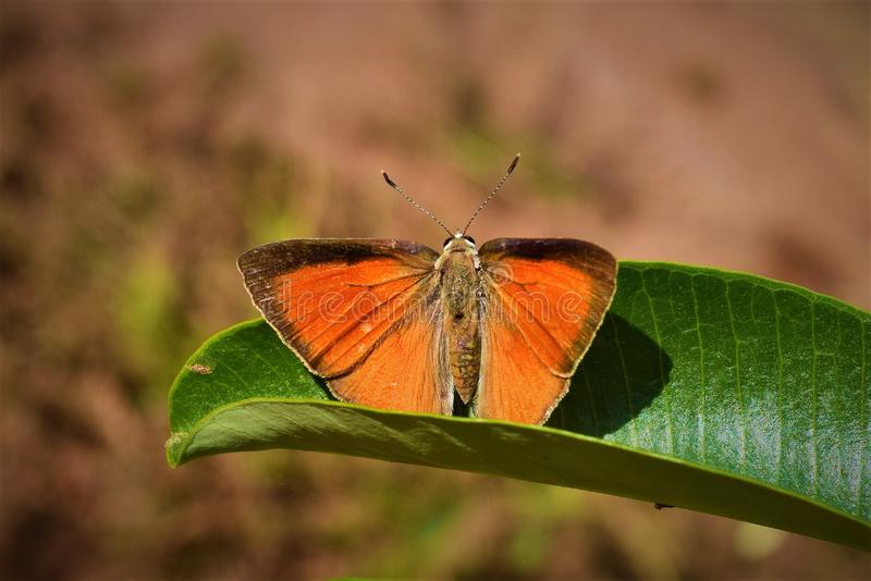 Butterflies Of Delhi by Chaitanya Panjwani - Ourboox.com