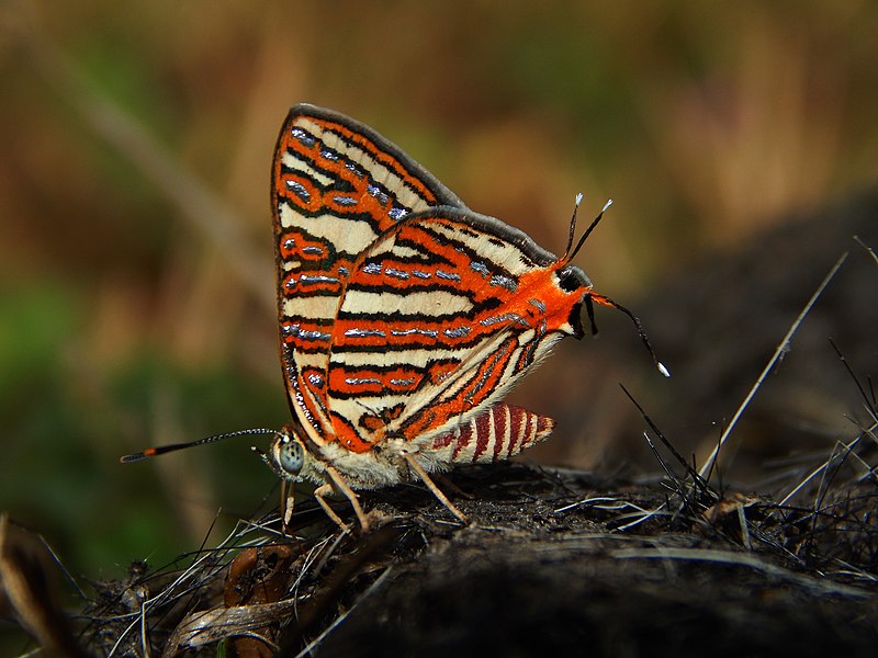 Butterflies Of Delhi by Chaitanya Panjwani - Ourboox.com