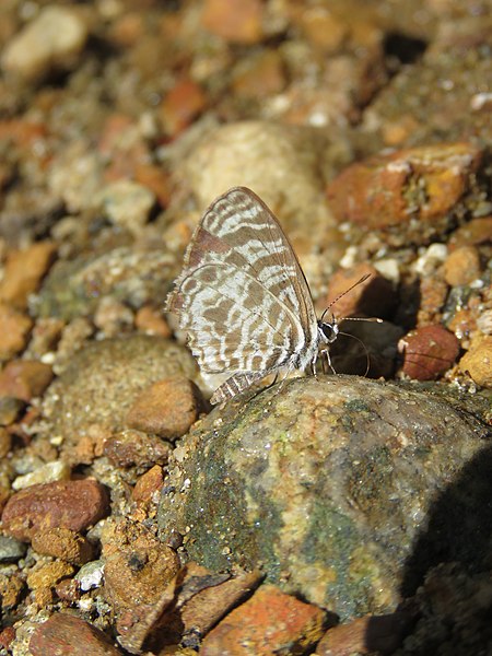 Butterflies Of Delhi by Chaitanya Panjwani - Ourboox.com