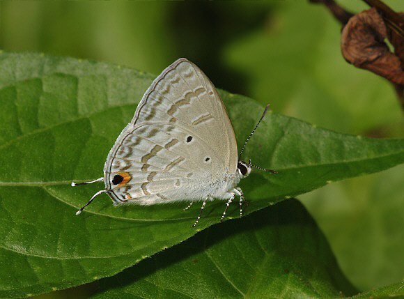Butterflies Of Delhi by Chaitanya Panjwani - Ourboox.com