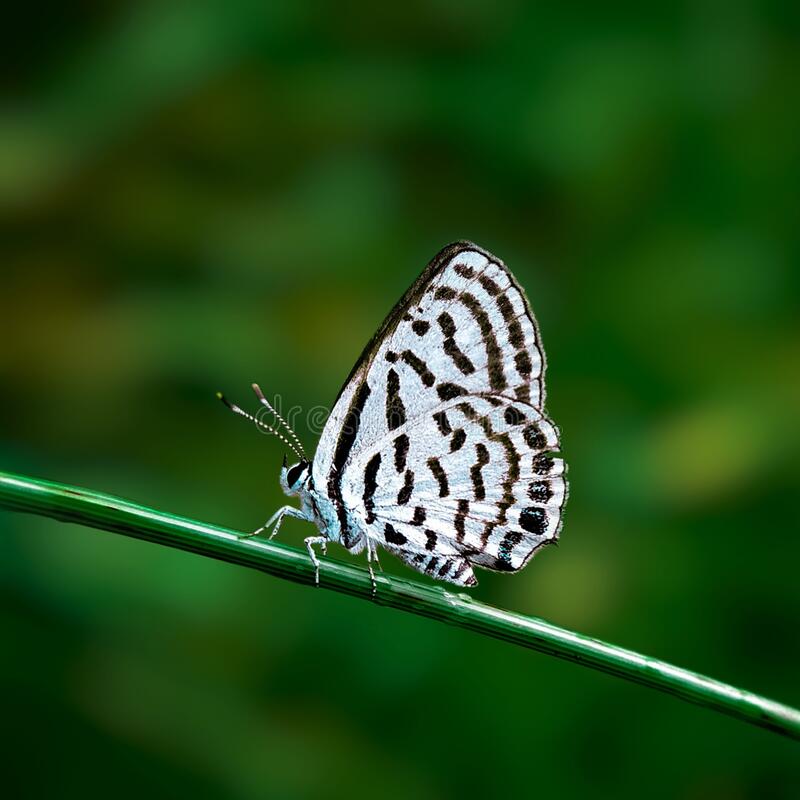Butterflies Of Delhi by Chaitanya Panjwani - Ourboox.com