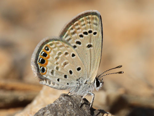 Butterflies Of Delhi by Chaitanya Panjwani - Ourboox.com