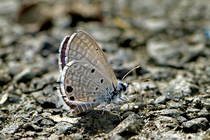 Butterflies Of Delhi by Chaitanya Panjwani - Ourboox.com