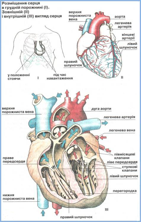 Кровоносна система людини by OlenaKosinska - Ourboox.com