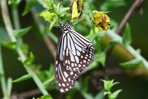 Butterflies Of Delhi by Chaitanya Panjwani - Ourboox.com
