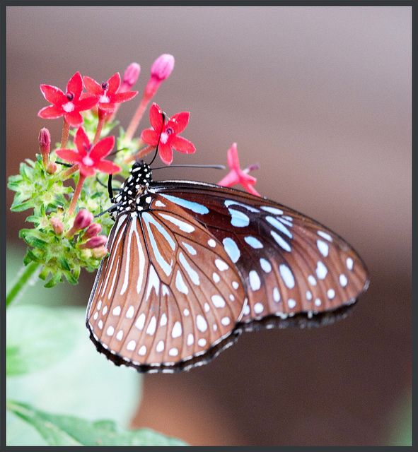 Butterflies Of Delhi by Chaitanya Panjwani - Ourboox.com