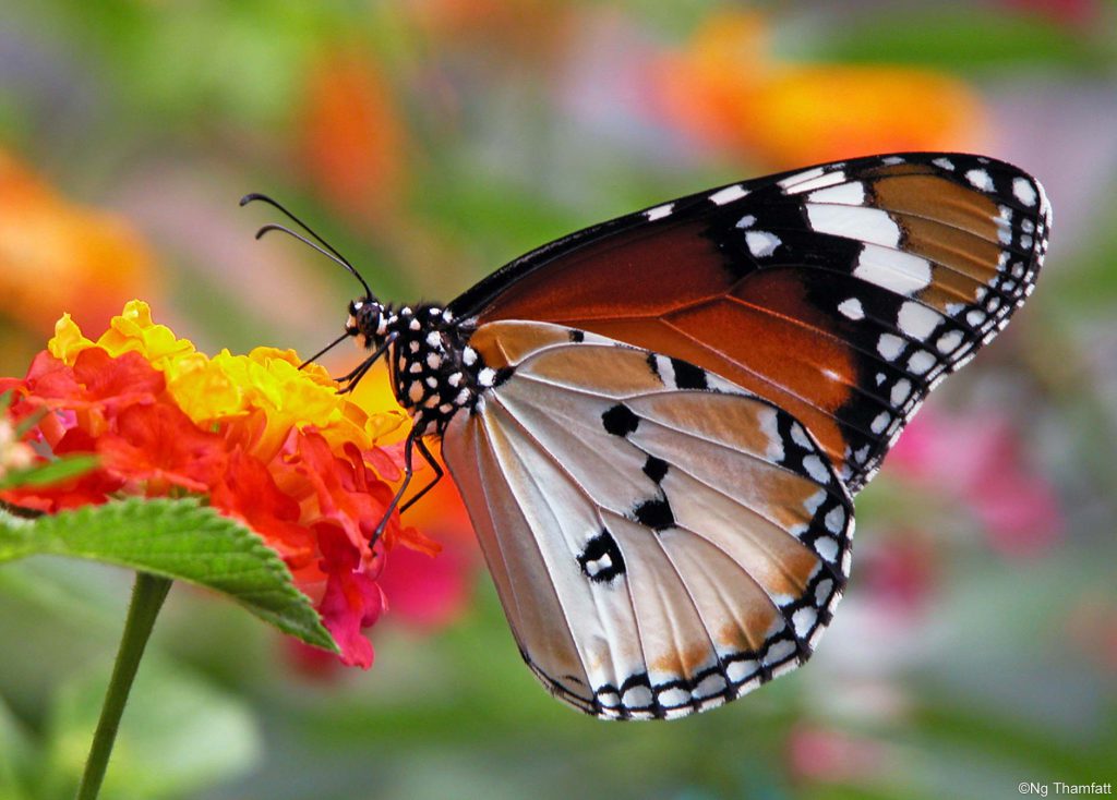 Butterflies Of Delhi by Chaitanya Panjwani - Ourboox.com