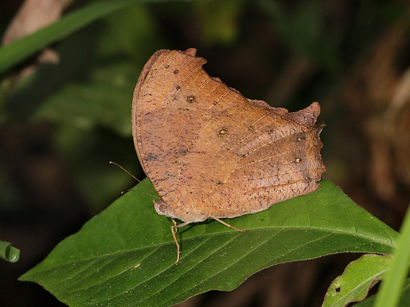 Butterflies Of Delhi by Chaitanya Panjwani - Ourboox.com