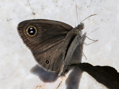 Butterflies Of Delhi by Chaitanya Panjwani - Ourboox.com