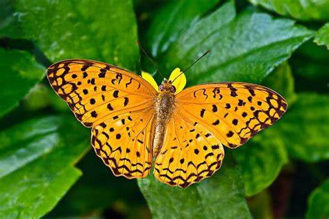 Butterflies Of Delhi by Chaitanya Panjwani - Ourboox.com