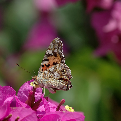 Butterflies Of Delhi by Chaitanya Panjwani - Ourboox.com