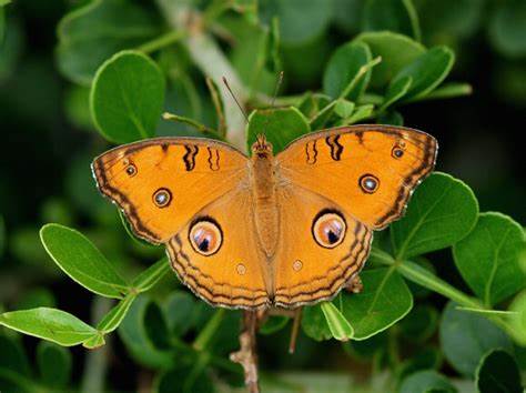 Butterflies Of Delhi by Chaitanya Panjwani - Ourboox.com