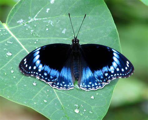 Butterflies Of Delhi by Chaitanya Panjwani - Ourboox.com